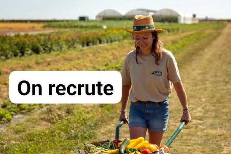 Montigny-en-Cambrésis / Audencourt : La Cueillette du Tronquoy recrute un saisonnier en maraîchage
